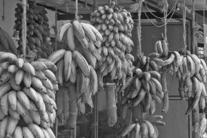 Different banana varieties