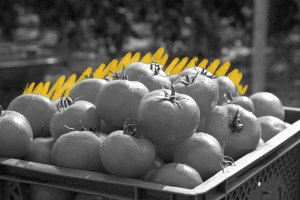 Bucket of tomatoes