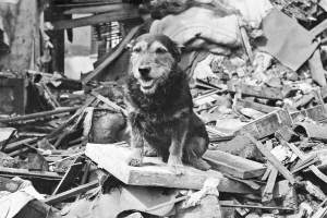 Rip war dog, 1941