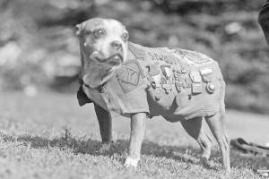 Sergeant Stubby