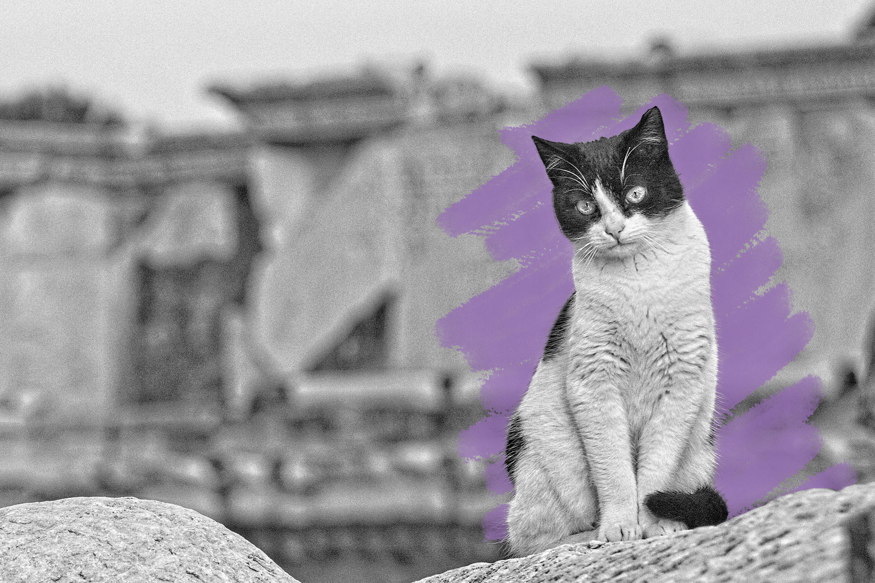 Cat on ancient ruins