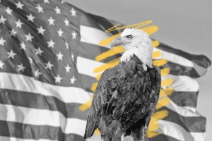 Bald eagle with American flag