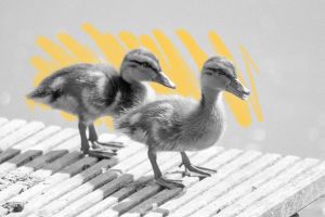 Ducklings on a pier